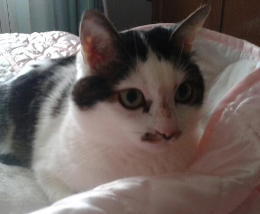 Il padrone va in casa protetta, l’associazione pensa al micio 