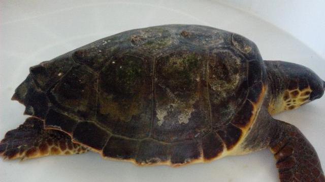 Una tartaruga Caretta caretta nelle reti di un pescatore a Villasimius 