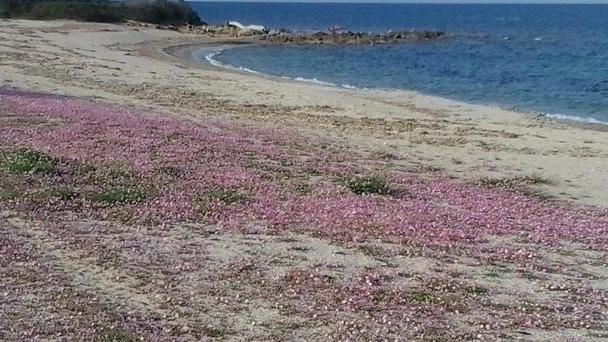 La spiaggia rosa di Sa Marina 