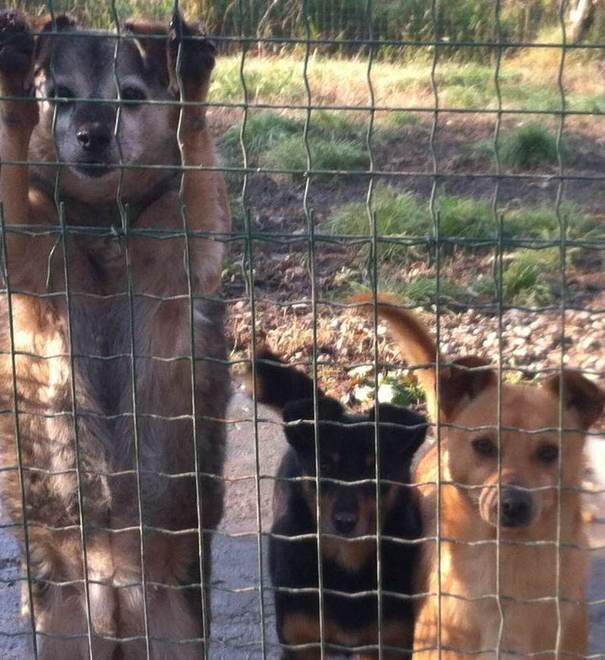 Trasferiti tutti i 130 cani del rifugio intercomunale 