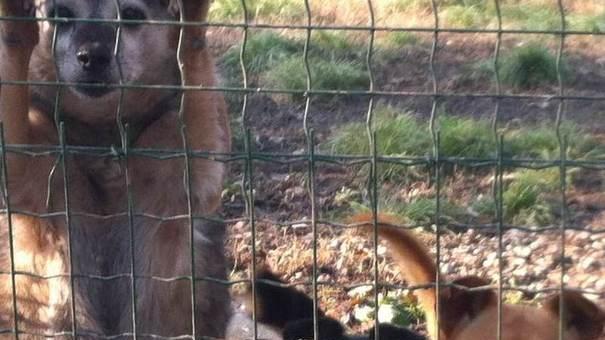 Trasferiti tutti i 130 cani del rifugio intercomunale