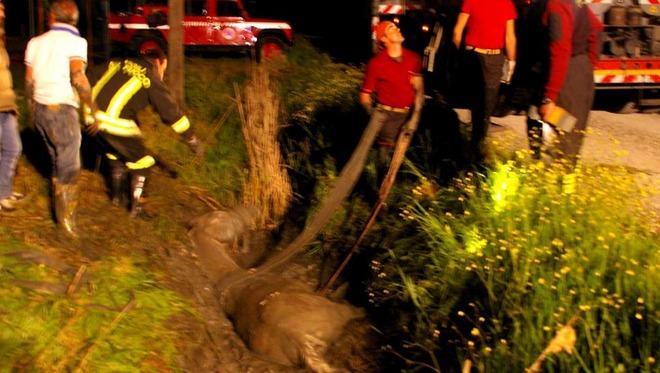 Cavallo salvato dai vigili del fuoco