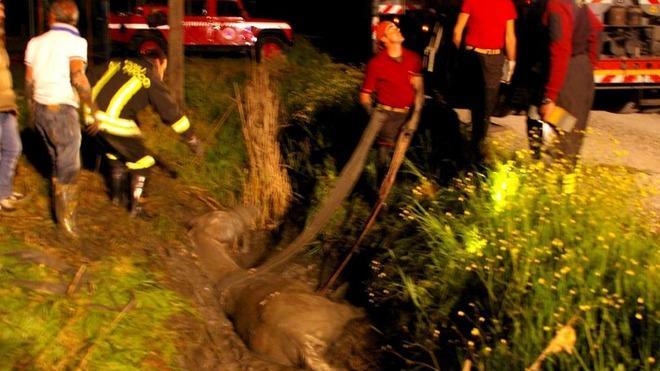 Cavallo salvato dai vigili del fuoco