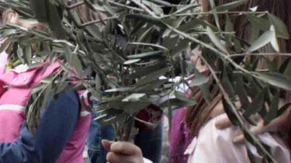 L’ulivo benedetto per entrare nella settimana santa