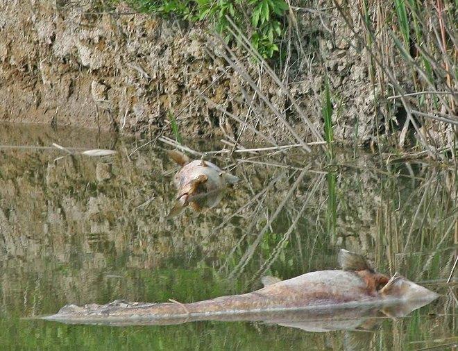 Allarme ambientale per una moria di pesci 