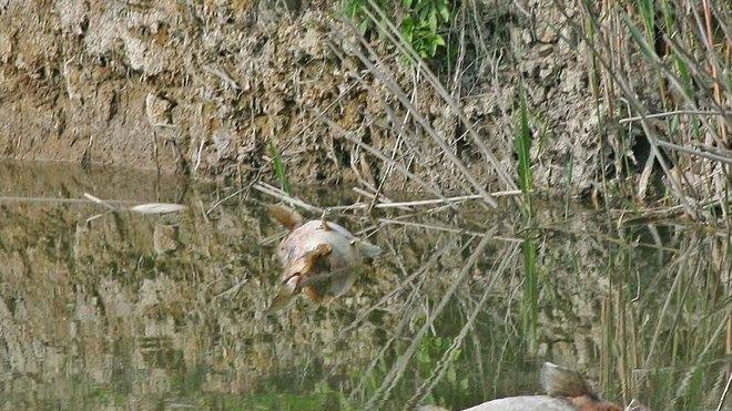 Allarme ambientale per una moria di pesci