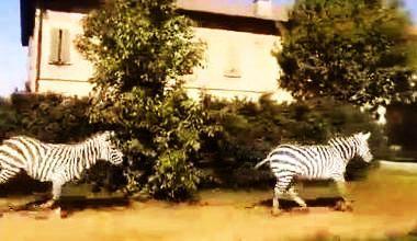 Zebre in fuga dal circo recuperate a Correggio 