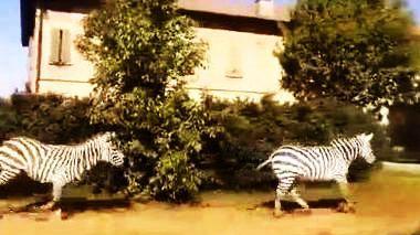 Zebre in fuga dal circo recuperate a Correggio