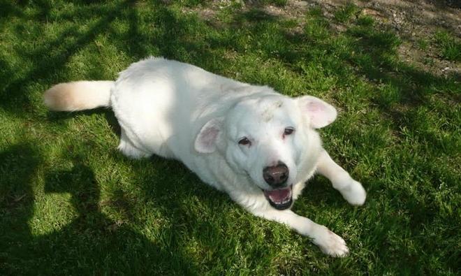 Il cane Te protagonista dell'adozione della settimana 