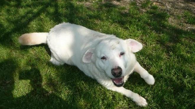Il cane Te protagonista dell'adozione della settimana