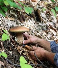 Funghi, convenzione tra Parco e Usi Civici