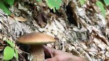 Funghi, convenzione tra Parco e Usi Civici