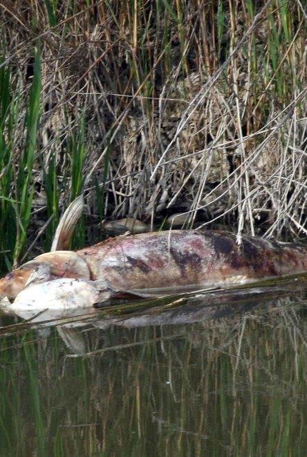 Indagini dell’Usl dopo la moria di pesci