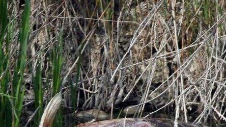 Indagini dell’Usl dopo la moria di pesci