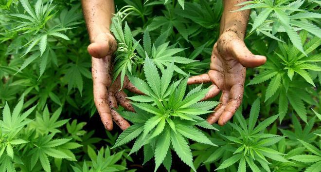 Farmaci con cannabis, Modena capitale 