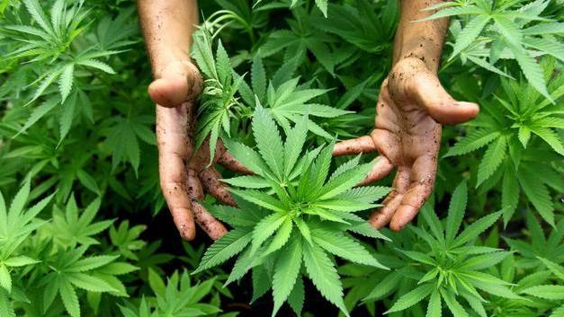 Farmaci con cannabis, Modena capitale