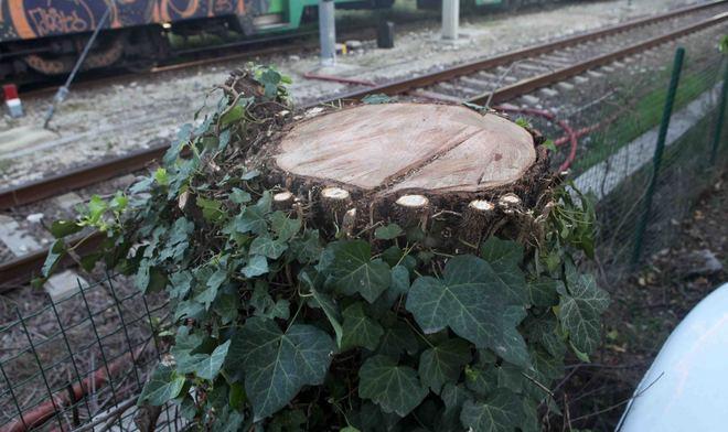 Tagliati gli alberi in via Cefalonia 