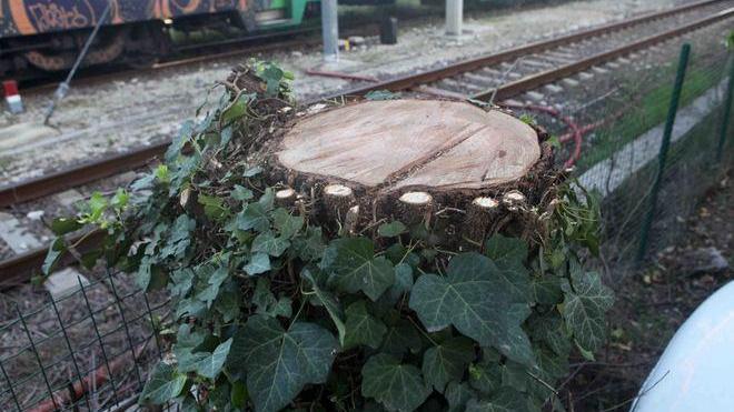 Tagliati gli alberi in via Cefalonia