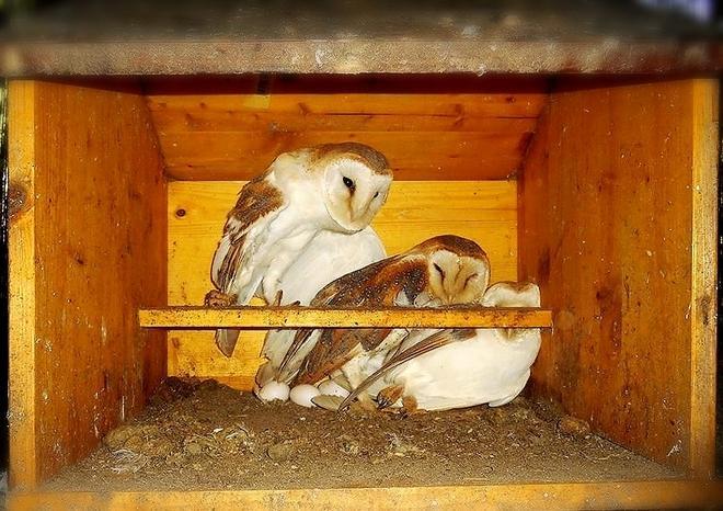 Via Terrachini, i barbagianni depongono le uova 