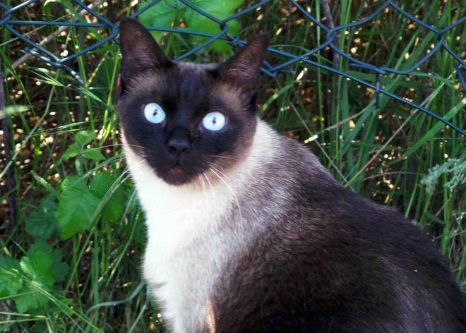 Chiusi fuori casa, gli apre il gatto 