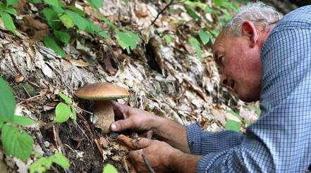 Tesserini per raccolta funghi Da giugno le nuove tariffe