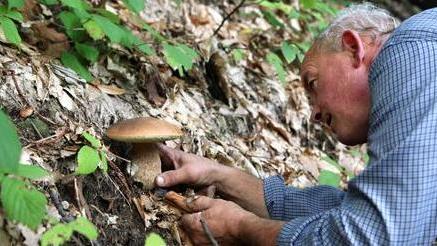 Tesserini per raccolta funghi Da giugno le nuove tariffe