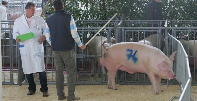 La carne magra spopola in crisi i suini “pesanti” 