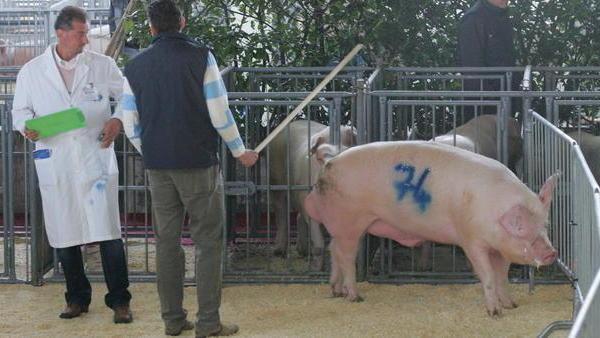 La carne magra spopola in crisi i suini “pesanti”