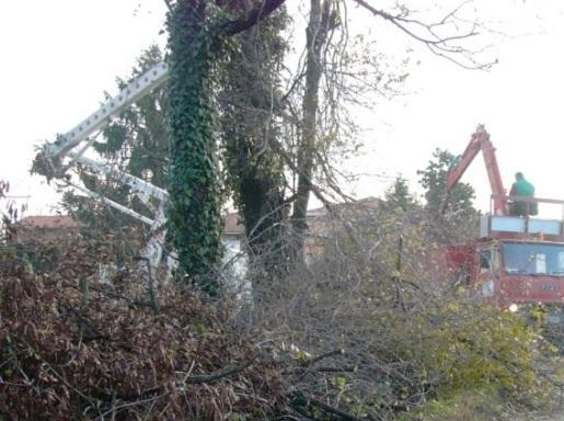 È iniziato il taglio di 98 piante 