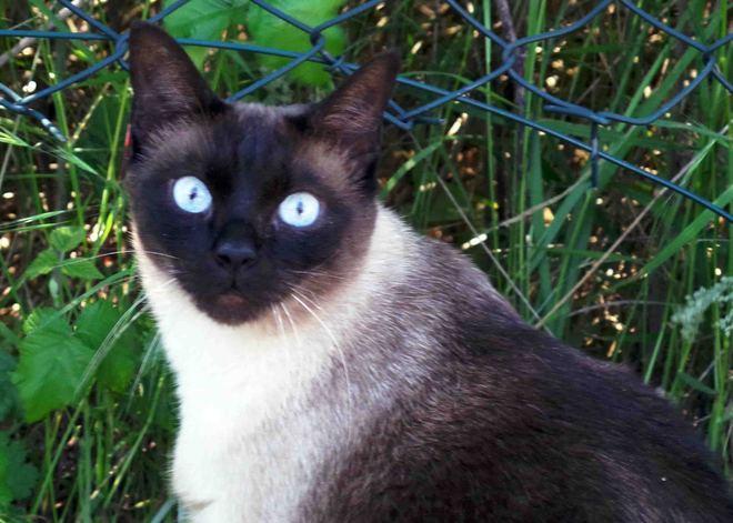 Restano chiusi fuori casa Il supergatto gli apre la porta 