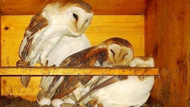 I barbagianni depongono le uova nel parco