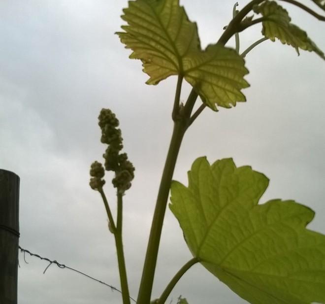 Crollano le temperature viticoltori in allarme 