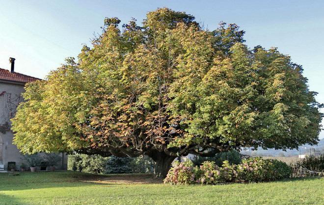 Quell’ipocastano monumentale 