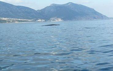 Balene avvistate al largo di Cala Gonone 