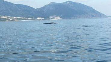 Balene avvistate al largo di Cala Gonone 