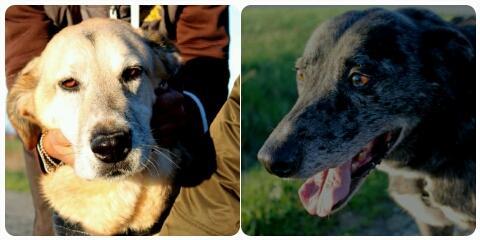 L'ADOZIONE Il video di Macchia e Puntone, due cani in cerca di famiglia 
