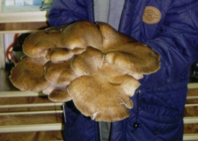 Scoppia la guerra tra cercatori di funghi: “antunna” a rischio 