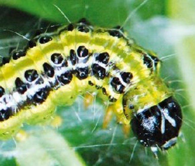 Un nuovo parassita attacca le piante 