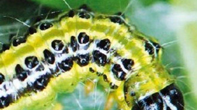 Un nuovo parassita attacca le piante