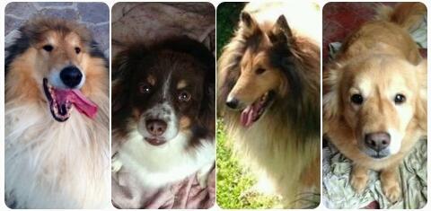 «Mamma Catia è morta e loro sono rimasti soli» 