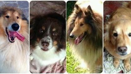 «Mamma Catia è morta e loro sono rimasti soli»