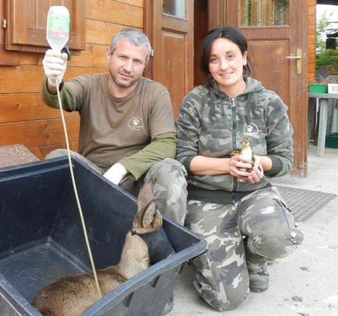 Due caprioli nei cortili di casa Li porta in salvo il Pettirosso 