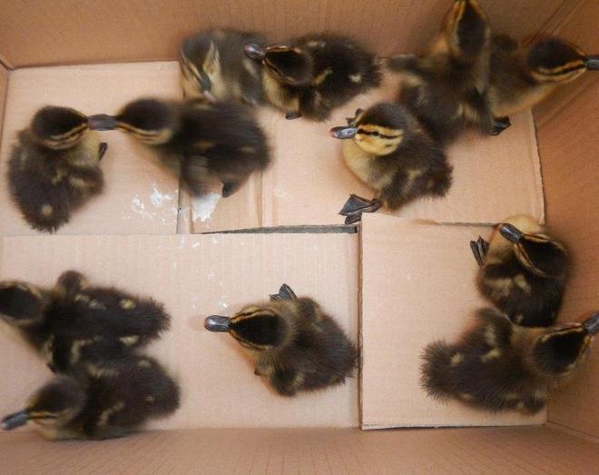 Salvati germani reali e anatre “gettate” in una scatola