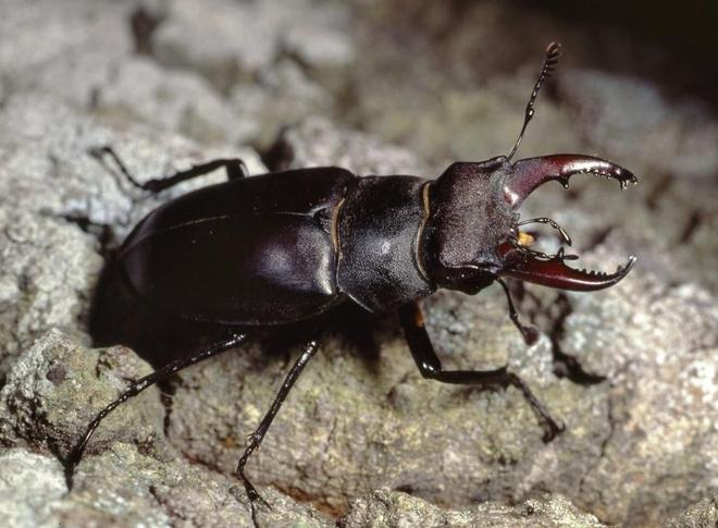 Alla ricerca di coleotteri nel Bosco della Mesola 