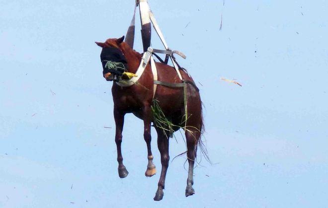  Missione possibile: salvate la cavalla Siria 