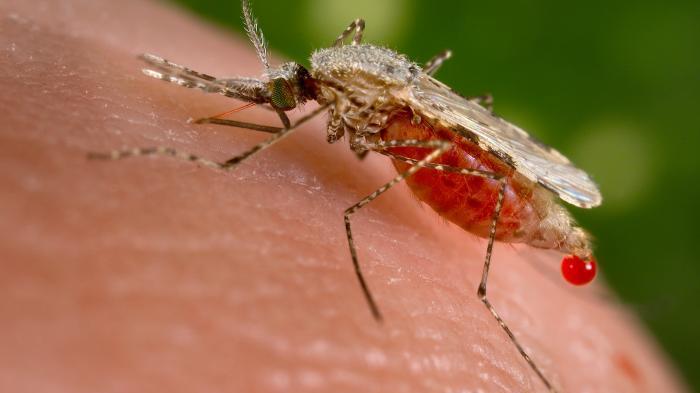 Ritorno della malaria, l’Oms avverte: il rischio è europeo 