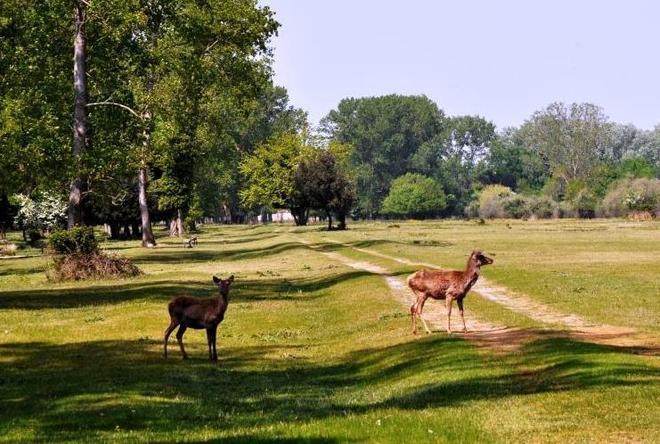 Alla ricerca di coleotteri nel Boscone