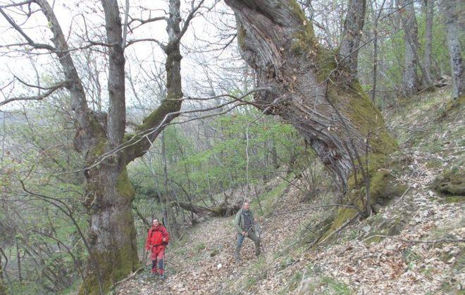 Due giganteschi castagni nella val d’Ozola 