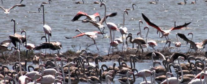 Alla scoperta dei fenicotteri 