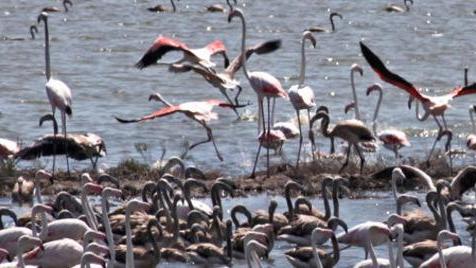 Alla scoperta dei fenicotteri